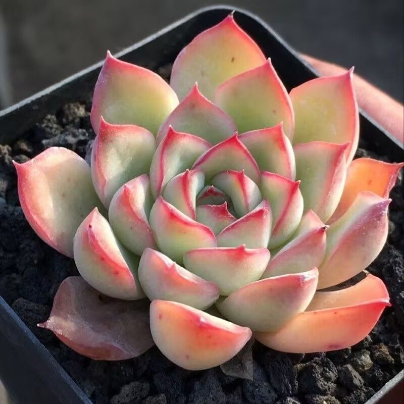 多肉植物 おらいさん苗 ミックスベリア エケベリア ベリースフレ