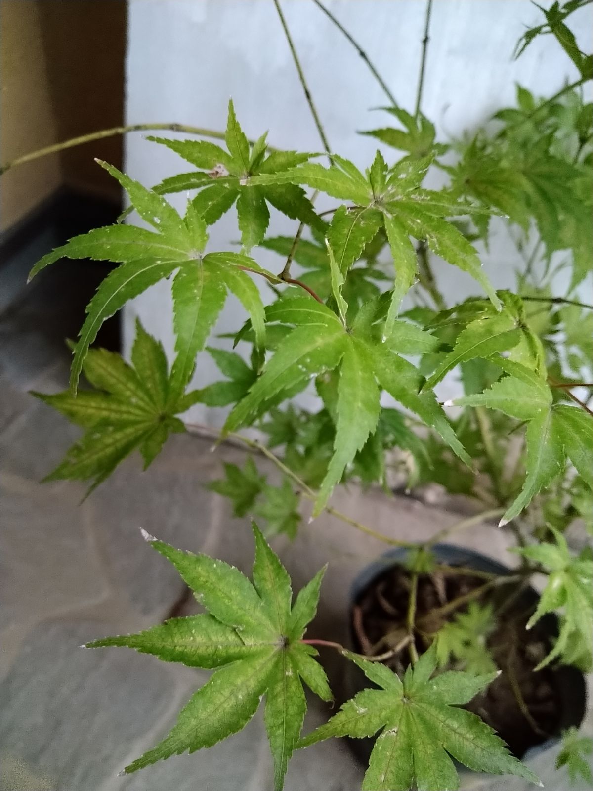 モミジ鴫立沢A チーター 美しすぎる葉が魅力的 モミジ 鴫立沢 597