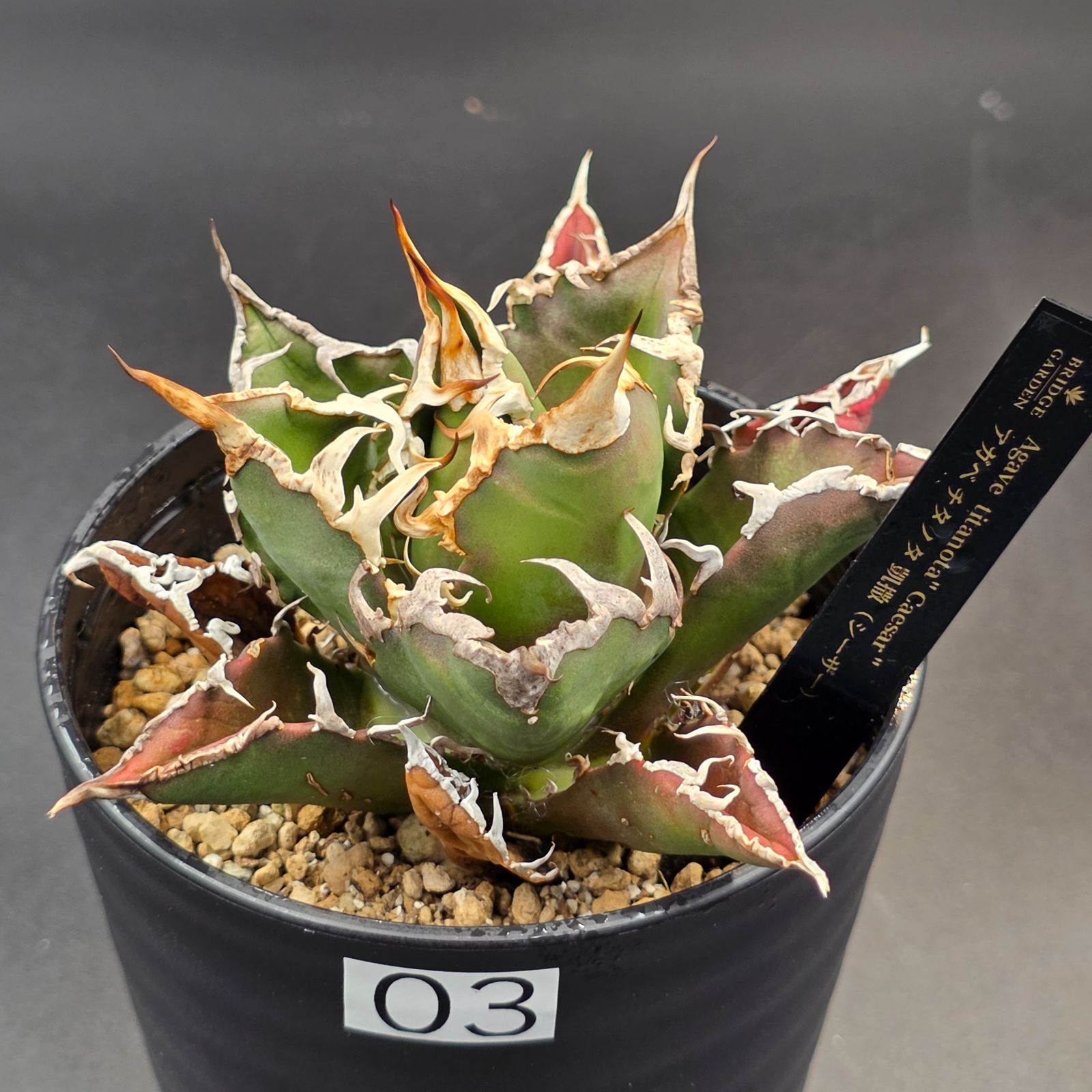 シーザー　CAESAR アガベ　ボール状　強棘 シーザー③ CAESAR アガベ ボール状 強棘 ♡多肉植物♡アガベ チタノタ