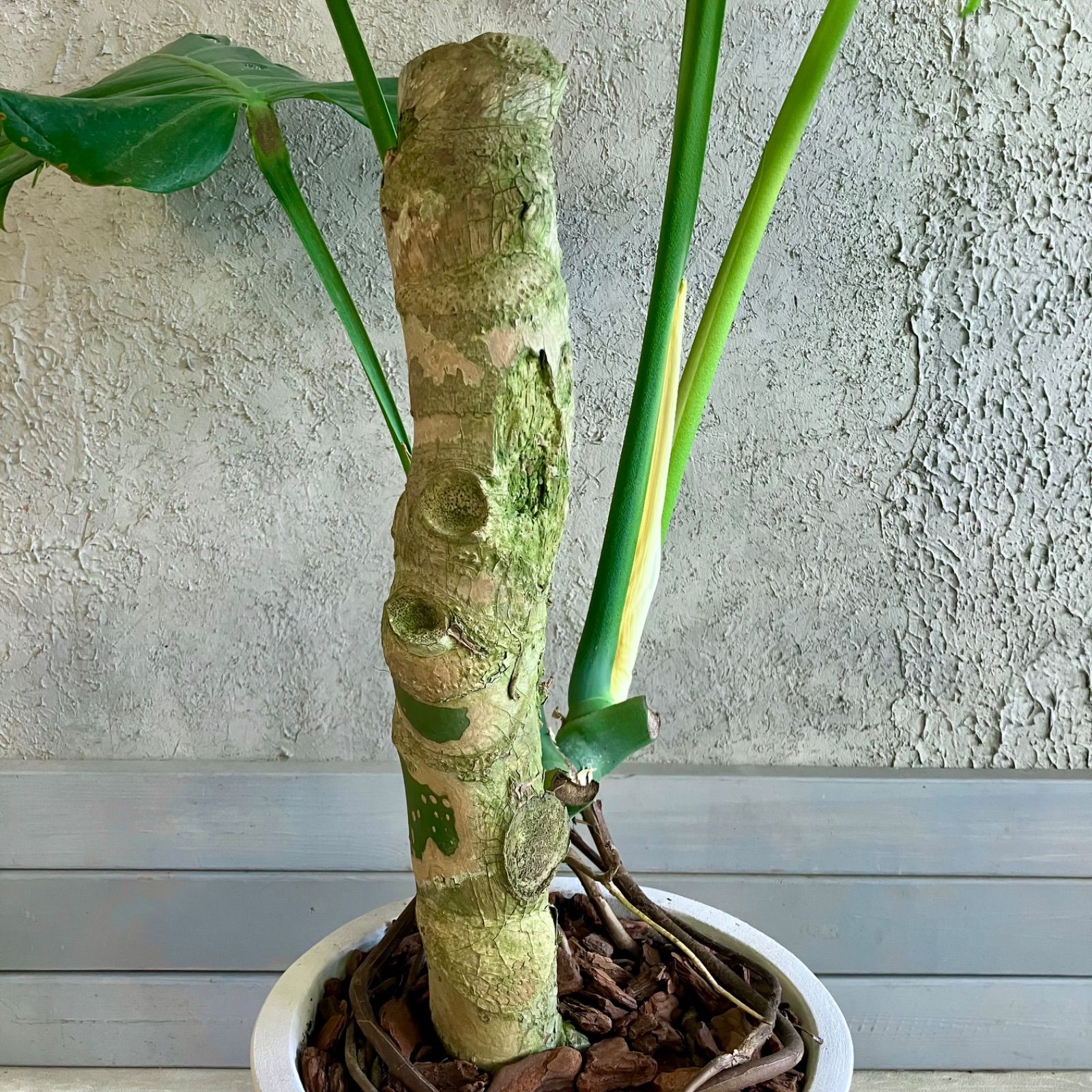 大型 幹極太 根上がり モンステラ デリシオーサ 9号 テラコッタ鉢植え