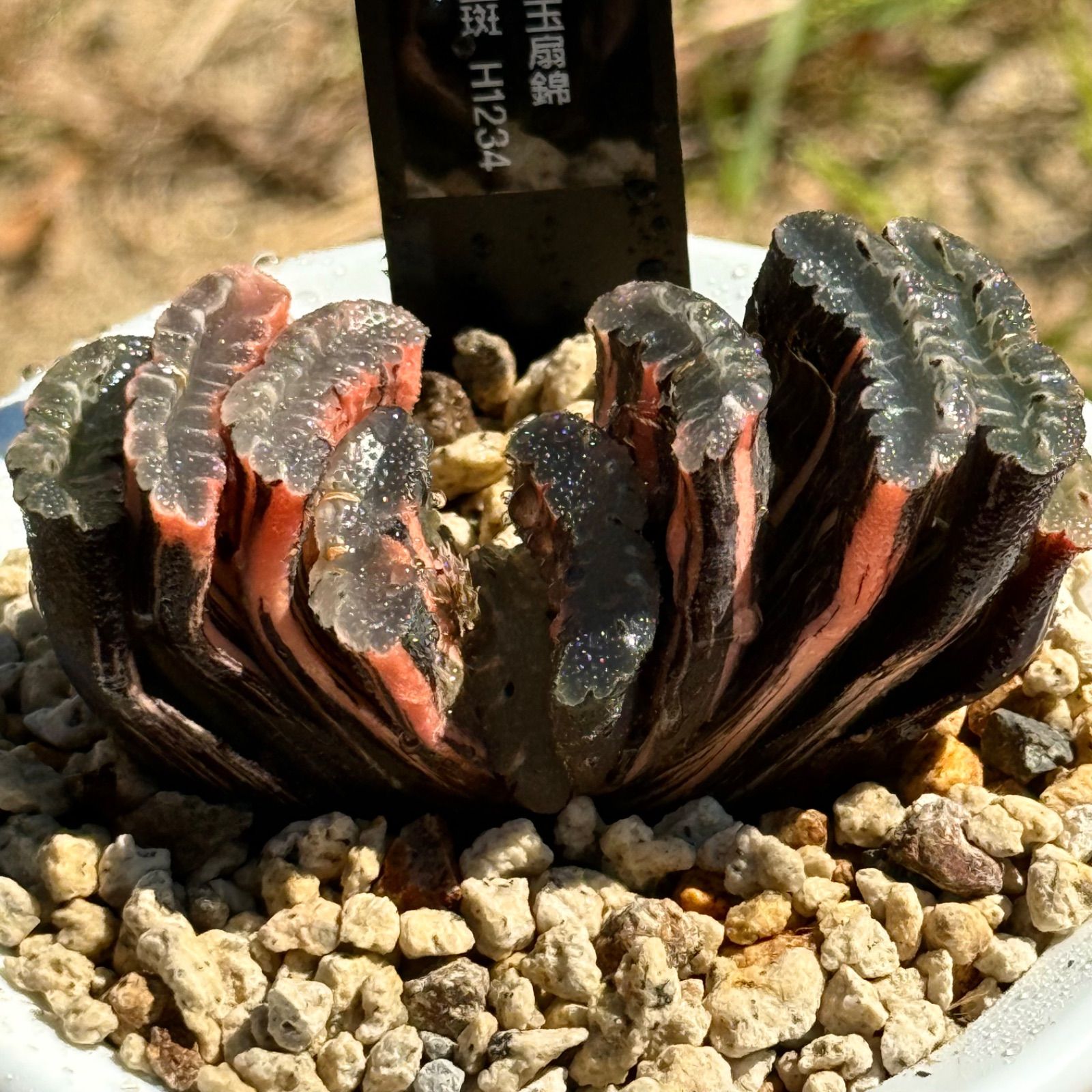 玉扇　超美株　大きい 多肉植物ハオルチア52玉扇superマンモスX大黑 サボテン