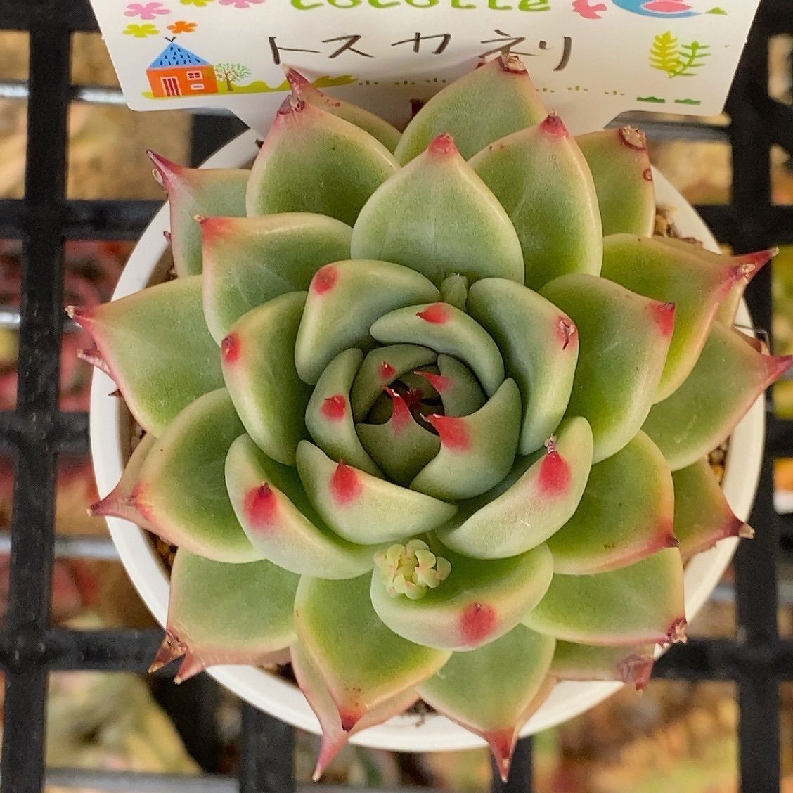 トスカネリ多肉植物 韓国苗 ➀ トスカネッリ - メルカリ