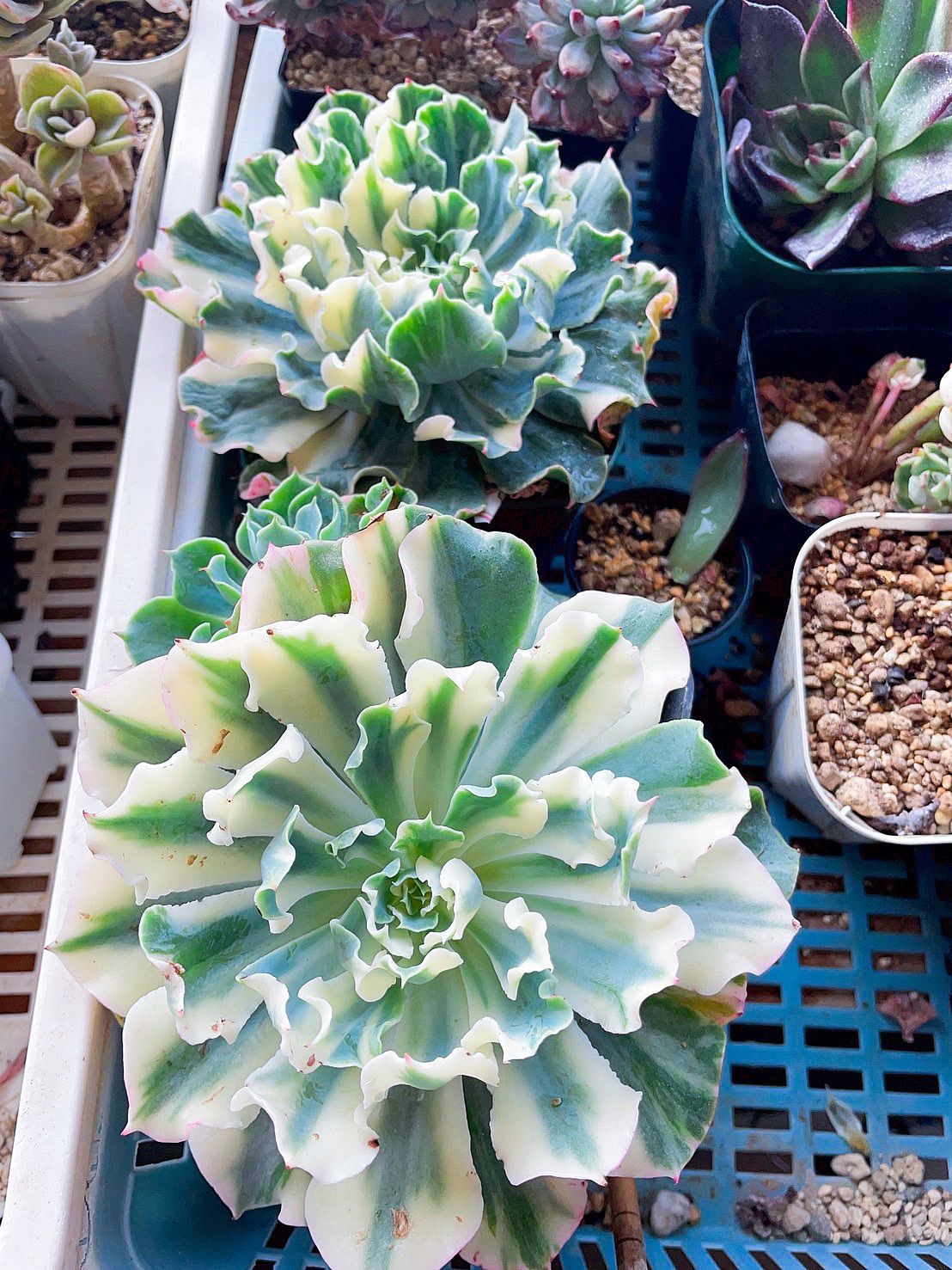 多肉植物 - メルカリ