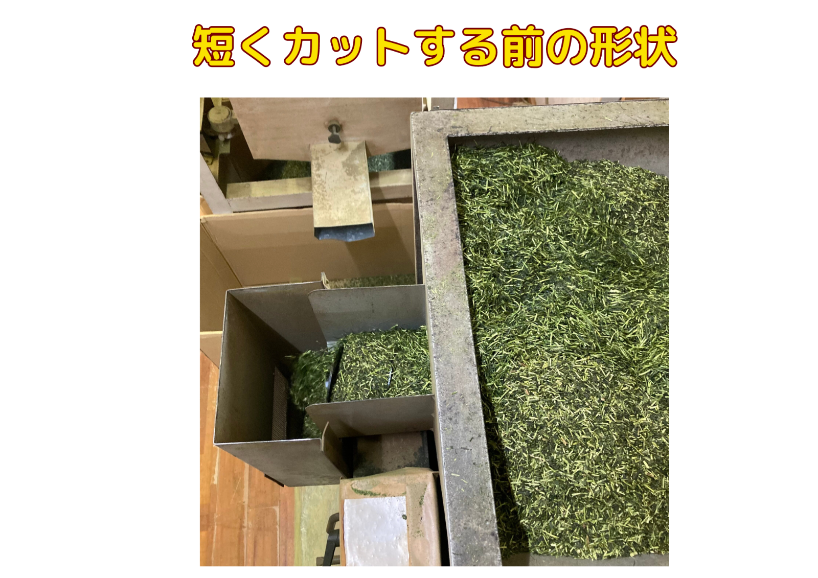 お歳暮 全国 送料無料 健康 新茶 熟成 くまもと白折入荷しました 100g　激安茶