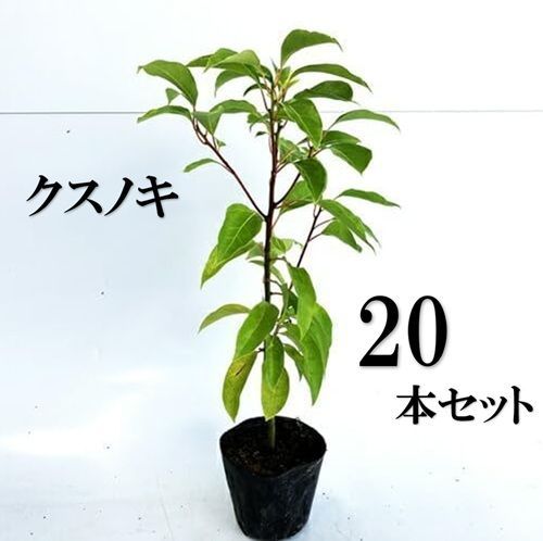 20本セット クスノキ樹高0.3m前後10.5cmポット
