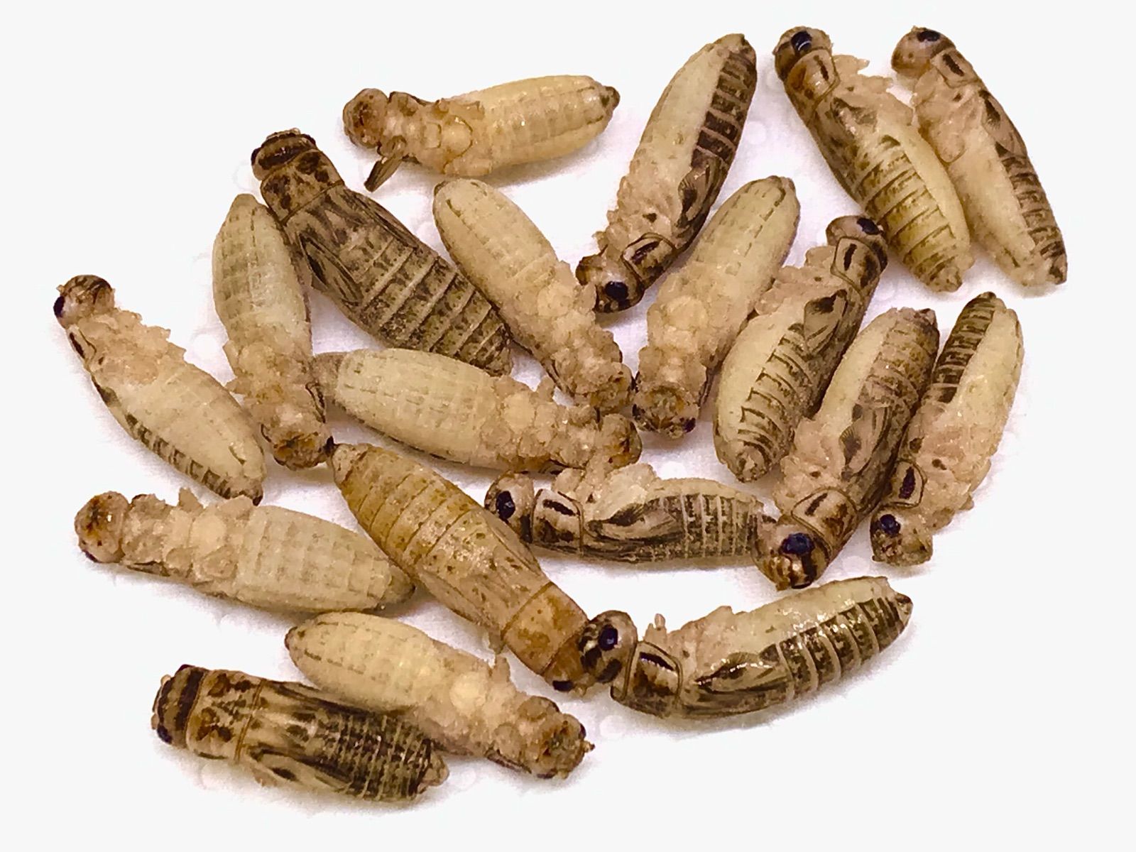 冷凍イエコML約3000匹1kg冷凍コオロギ