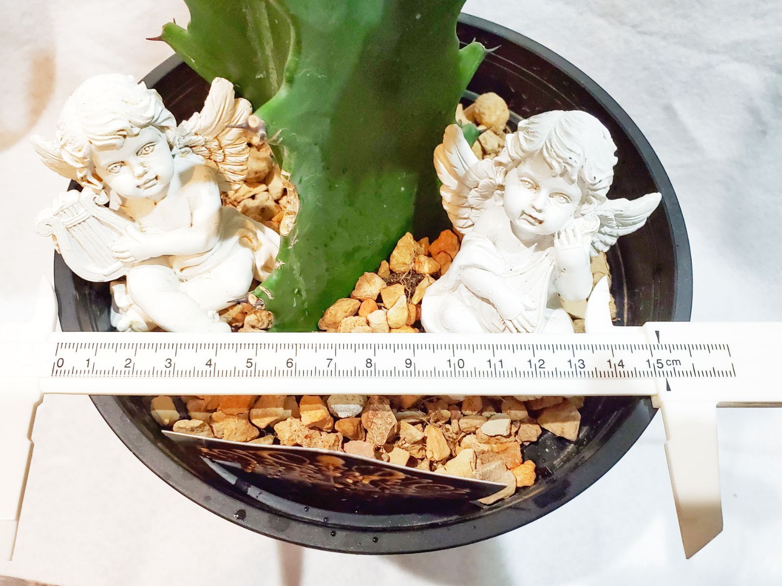 レア♤ユーフォルビア キングマハラジャ☘️鉢ごと - メルカリ