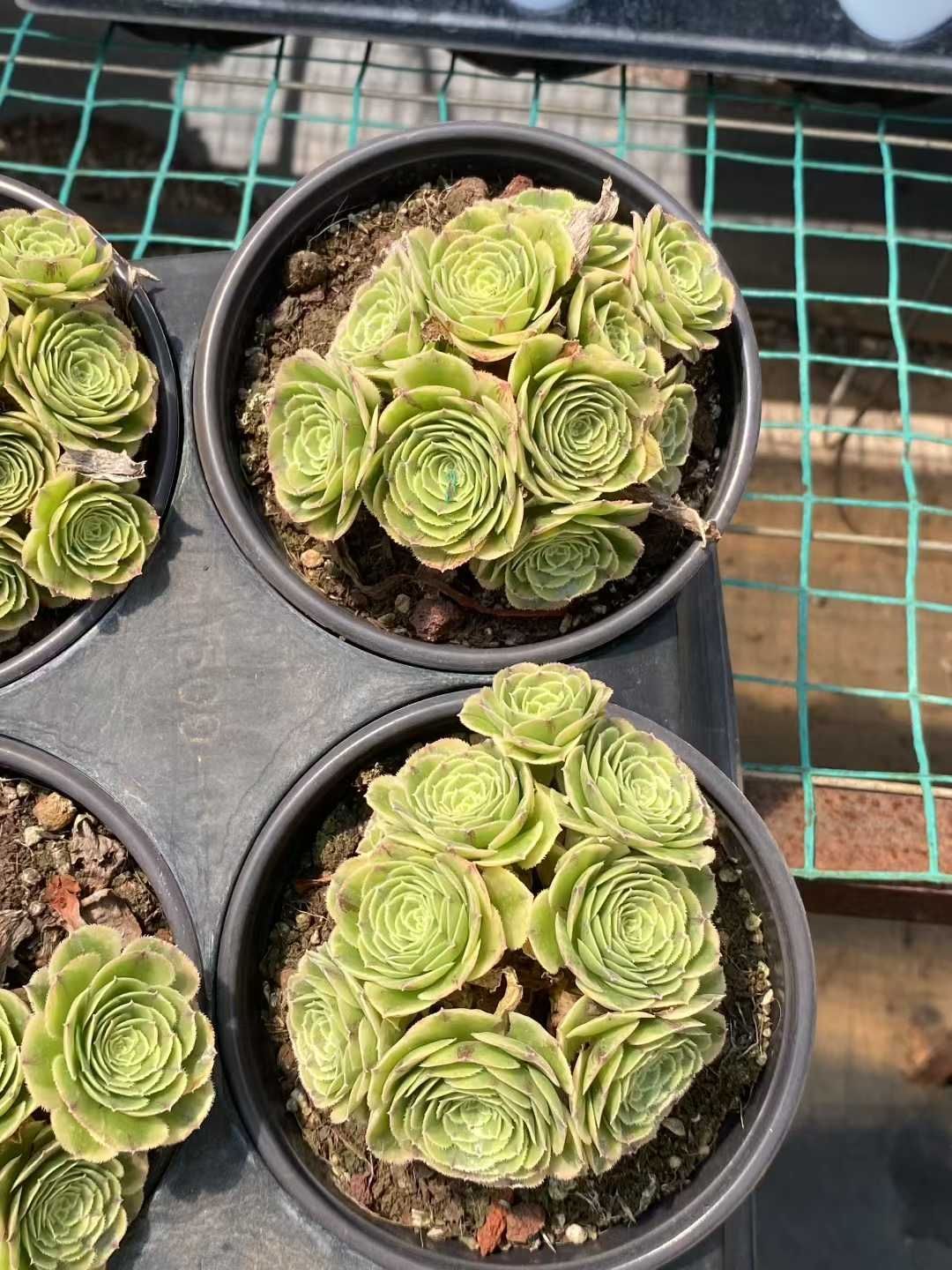 多肉植物　7cm鉢抜き苗　赤ちゃん付き　美苗 多肉植物 7cm鉢抜き苗 赤ちゃん付き 美苗