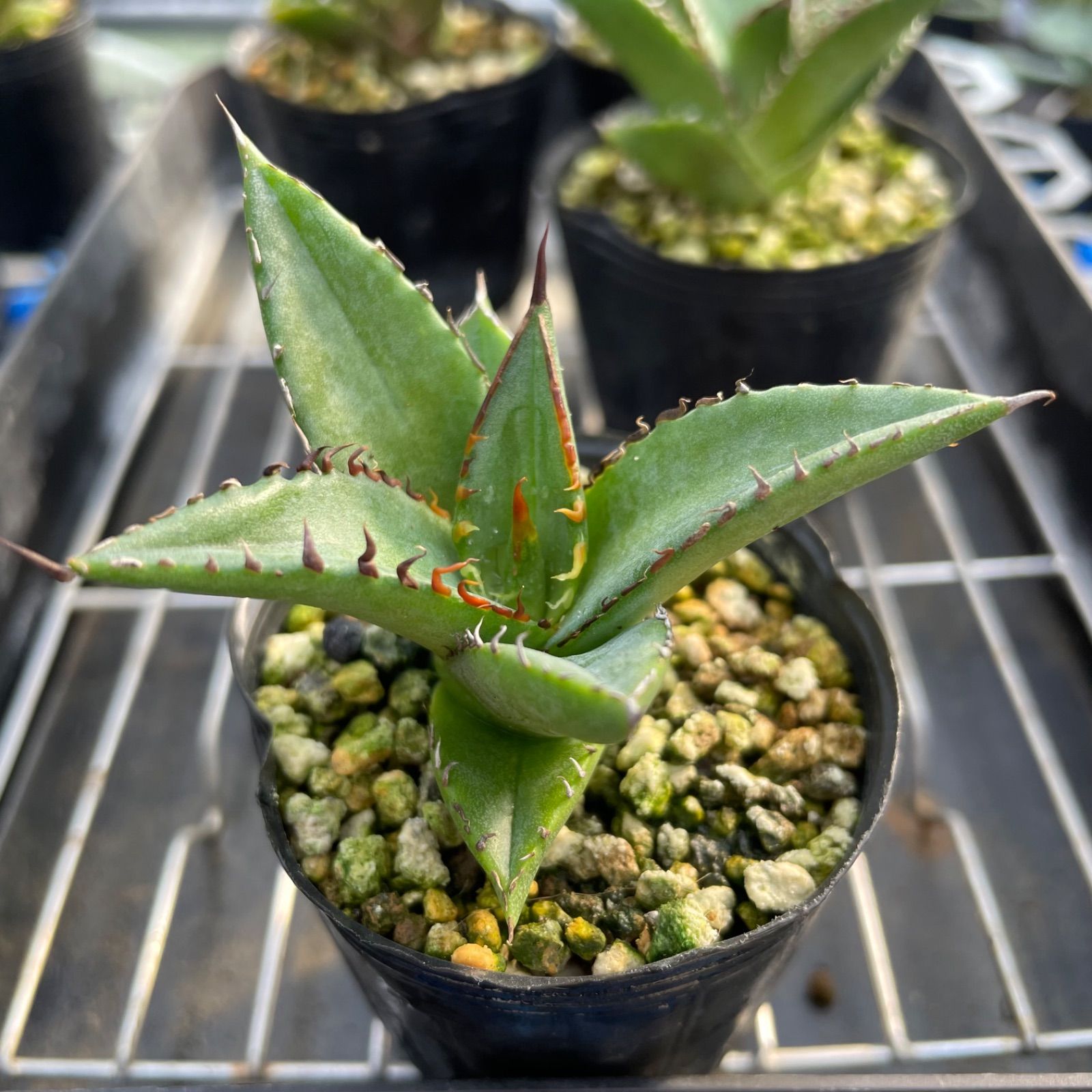 OT005 アガベオテロイ実生5株セット Agave oteloi seeding - メルカリ 