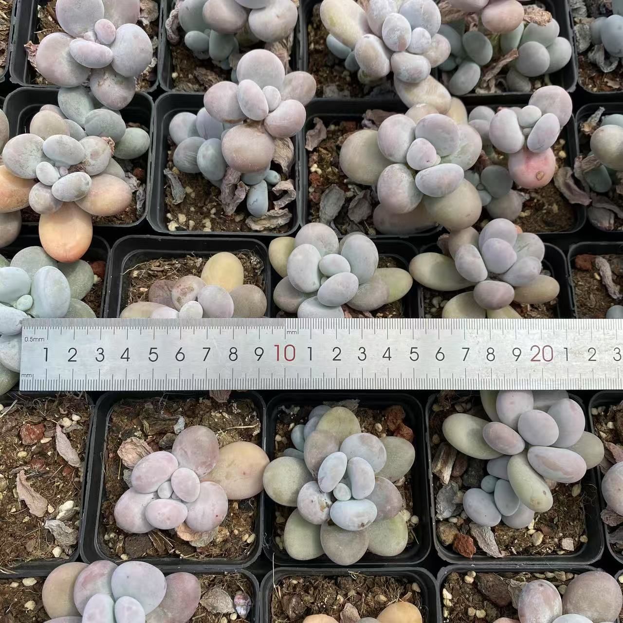 抜き苗 多肉植物