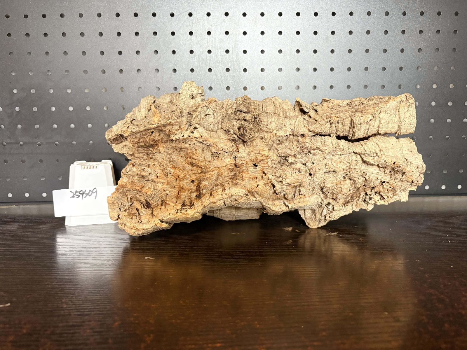 チランジア ビカクシダ