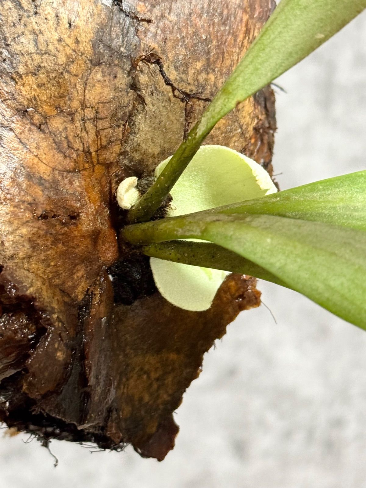 ビカクシダ ウィリンキー ワイルド ゲリラ値下げ大株ビカクシダ