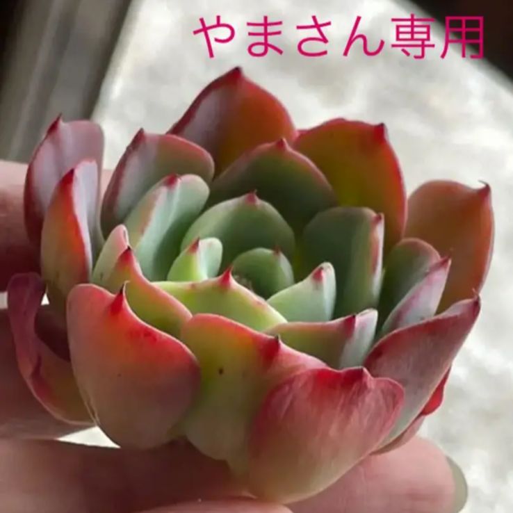 多肉植物 ララなど♡やまさん専用 - メルカリ