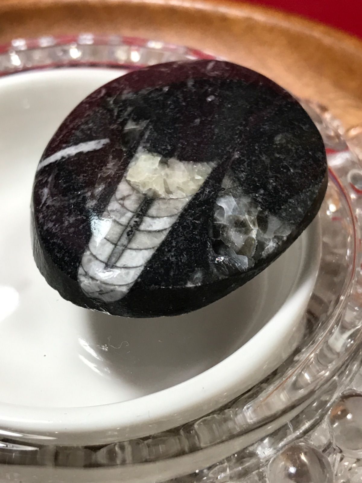 ◉モロッコ産【オルソセラス群/直角貝群】古生代デボン紀/約5億〜2億5