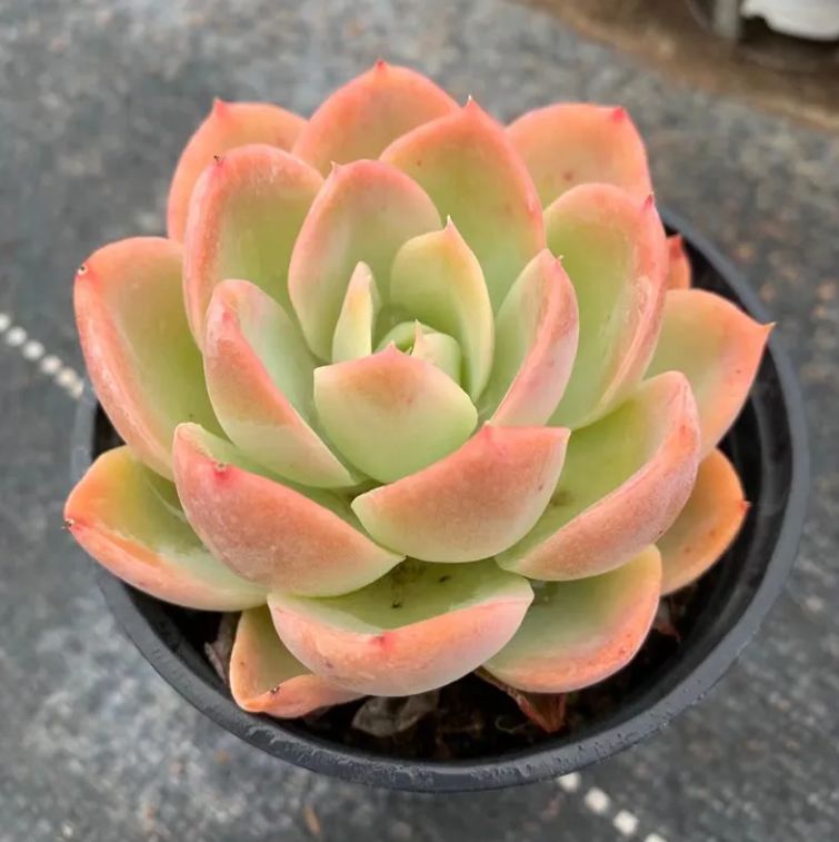 韓国苗 フリルスヨン 抜き苗 韓国苗 フリルスヨン 抜き苗