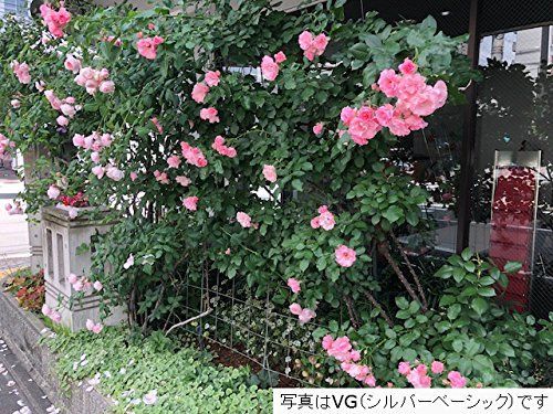 つるバラフェンス カラマリーナVG-G 近江屋ロープ