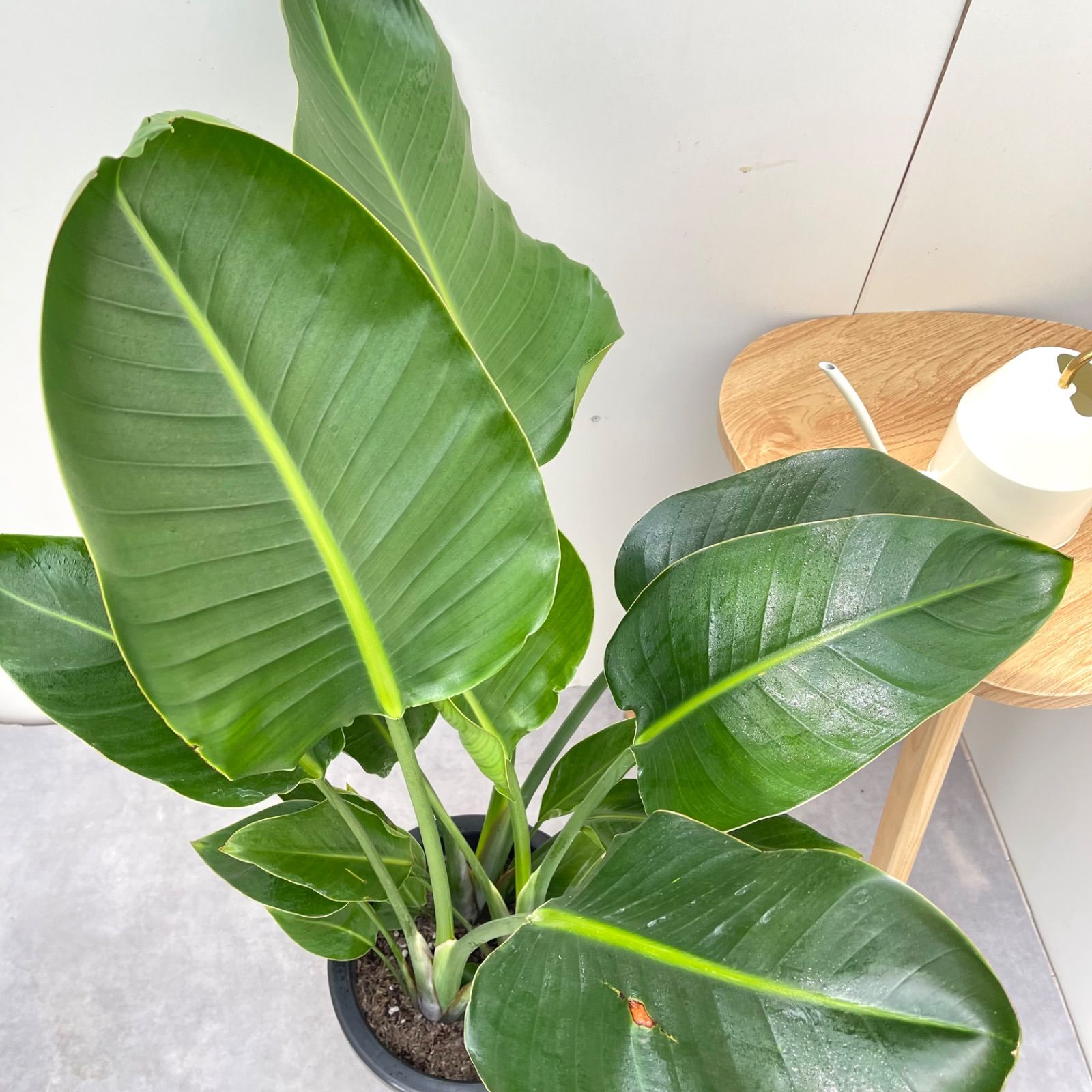 ストレチア　オーガスタ　3【現品】観葉植物　室内　大型 ストレチア オーガスタ 3観葉植物 室内 大型