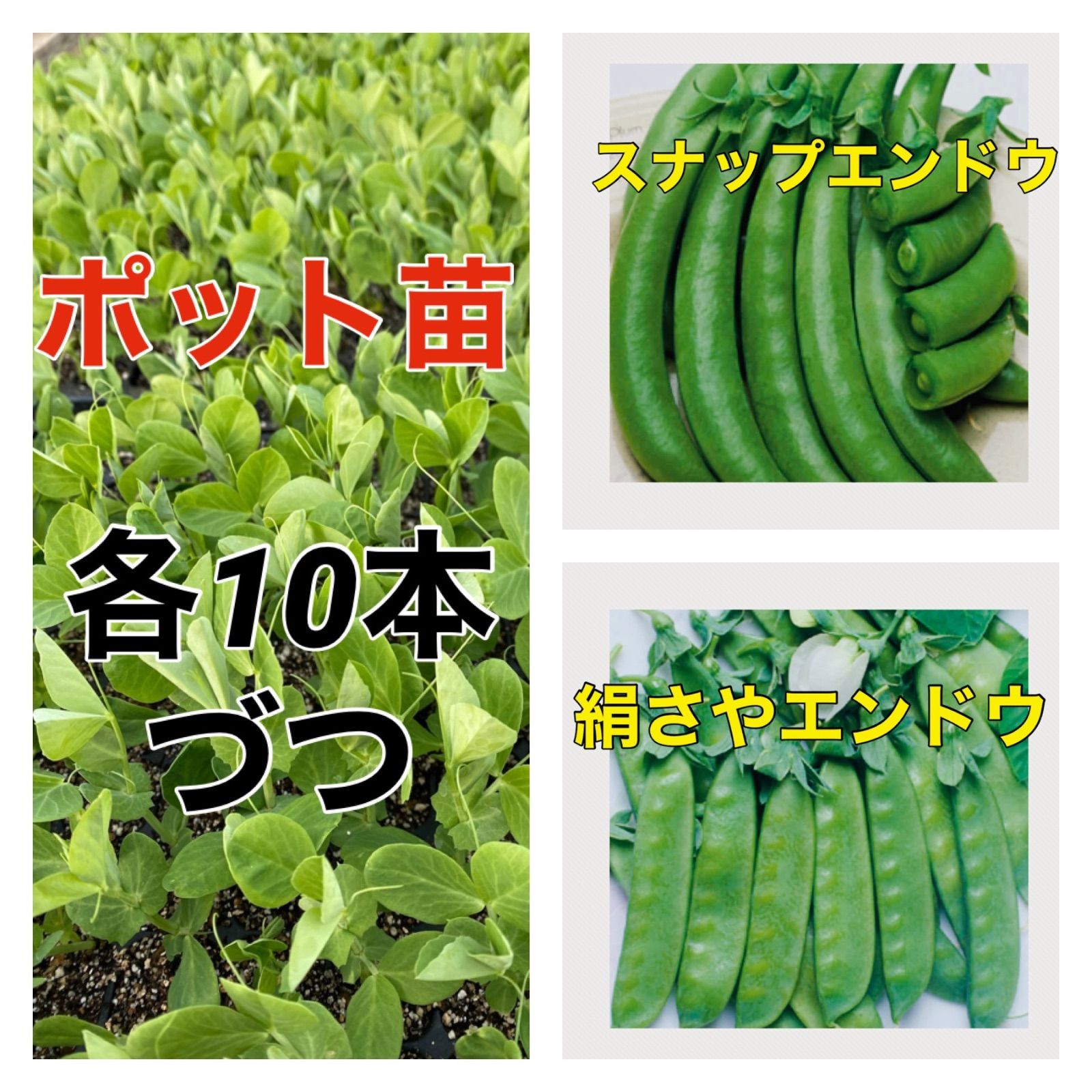 春取り苗‼️数量限定‼️絹さやえんどう➕スナップえんどう‼️各10本