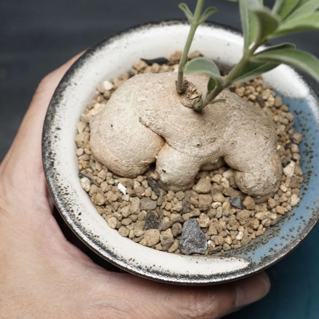 Raphionacme galpinii