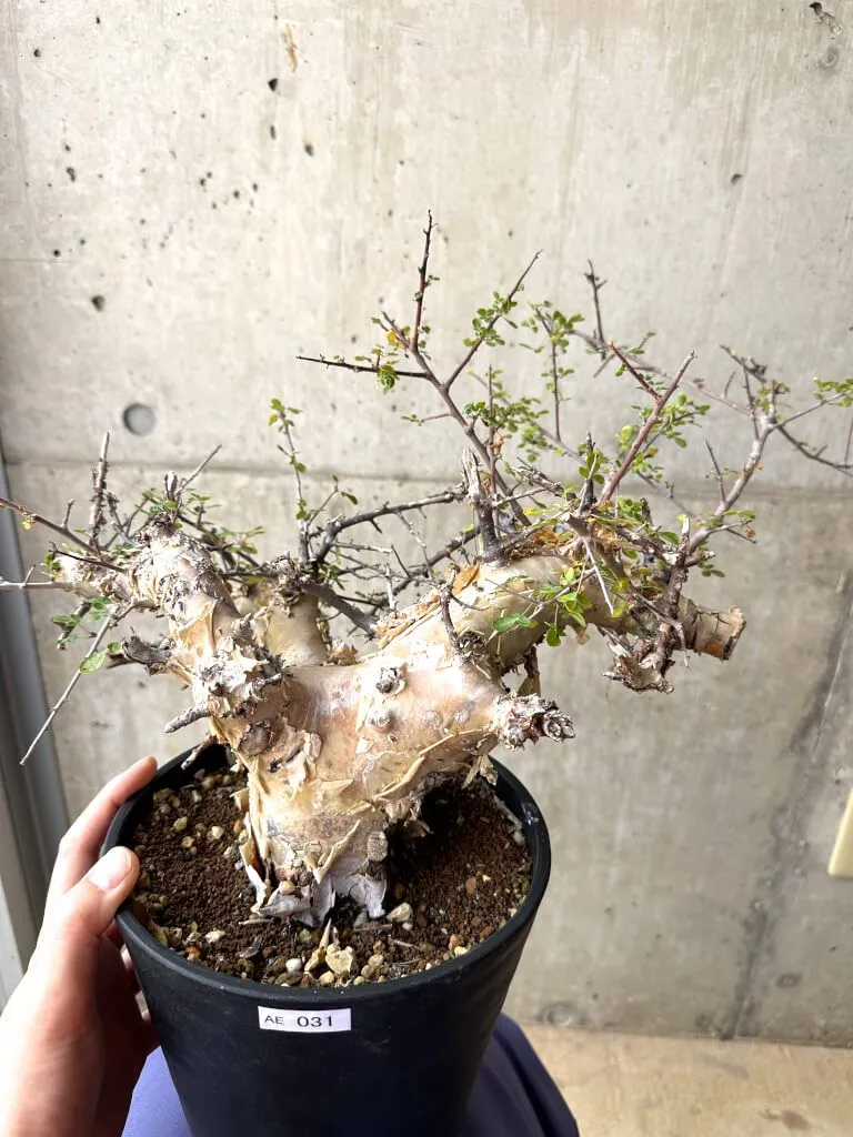 2025年最新】コミフォラ カタフ ターカネンシスの人気アイテム