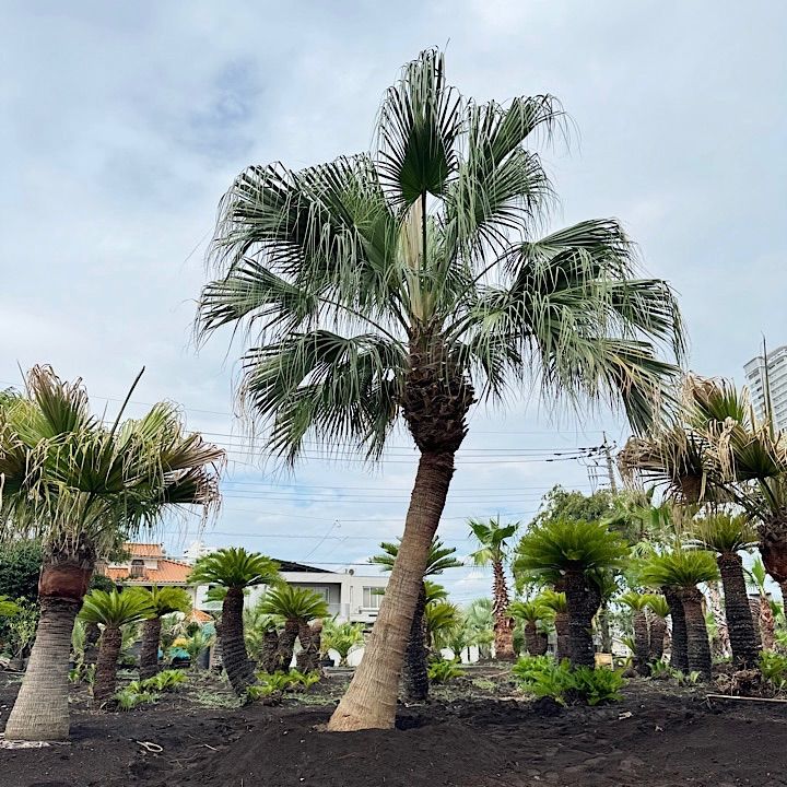 ヤシの木　ビロウヤシ ヤシの木 ビロウヤシ 6号鉢植え : 苗木部 花ひろばオンライン