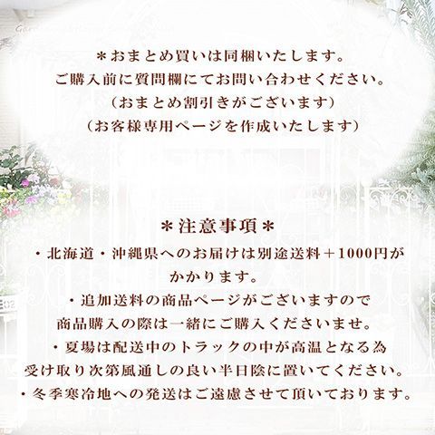 【値下げセール】花鉢 カンガルーポー ブッシュプリンセス レッド系 3.5号 高さ70cm 多年草 個性派 オーストラリア 切り花 ドライフラワー