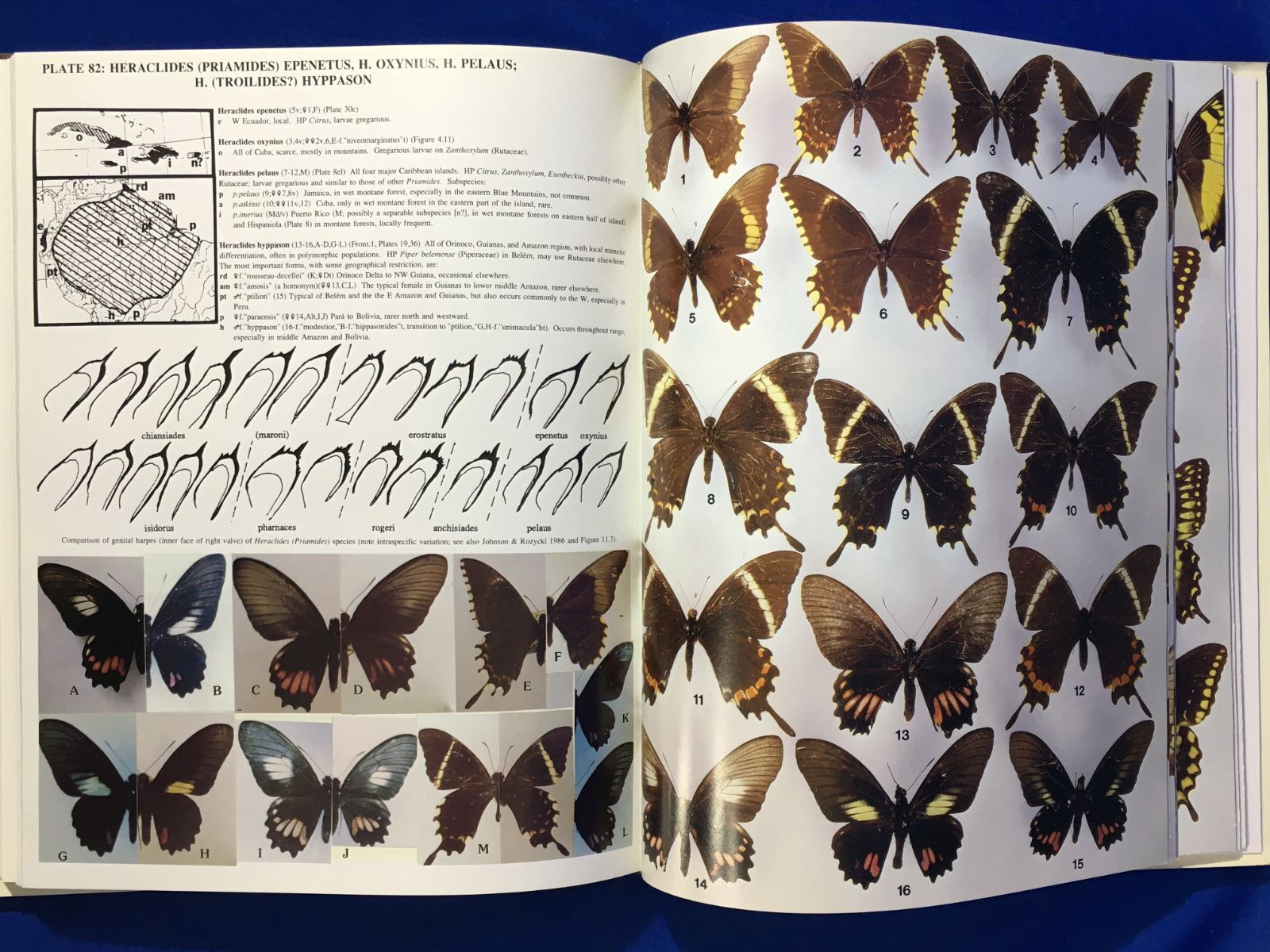 オーストラリアの動物相　マイヤー百科事典　1897年　ドイツ　アンティーク　版画 オーストラリアの動物相 マイヤー百科事典 1897年 ドイツ アンティーク