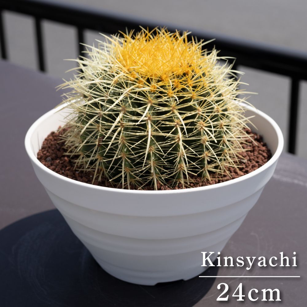 ④金鯱　キンシャチ　サボテン　アガベ　ドライガーデン 24cm】 金鯱 サボテン 8号 ドライガーデン 金シャチ キンシャチ アガベ