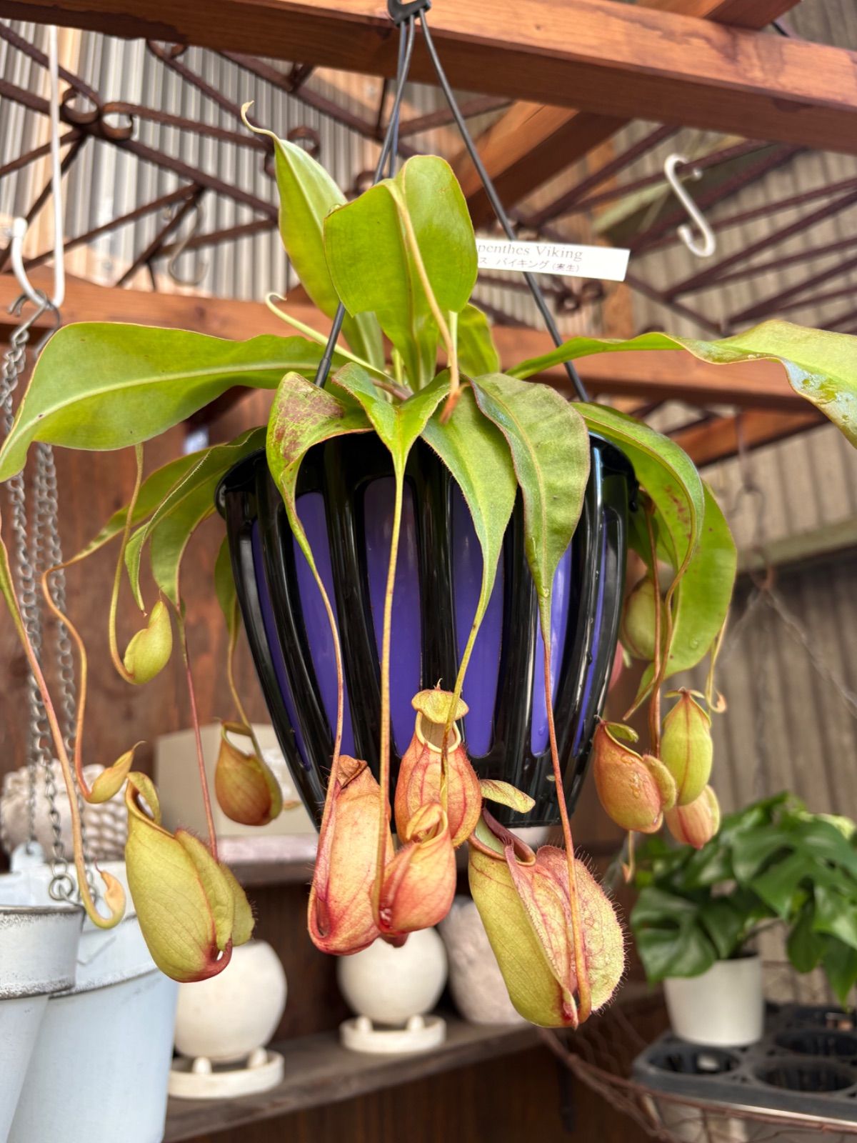 ブラッサイア 1【現品】観葉植物 大型 室内 現品］12番 ブラッサイア 8