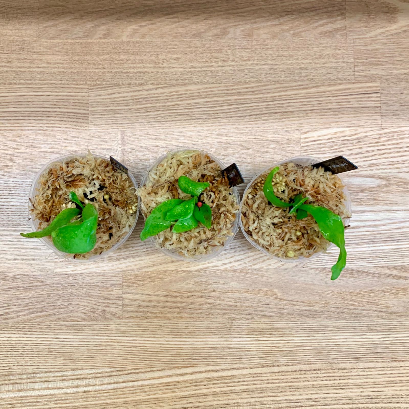 ビカクシダ子株セット ビカクシダ子株＆胞子培養set とんでも