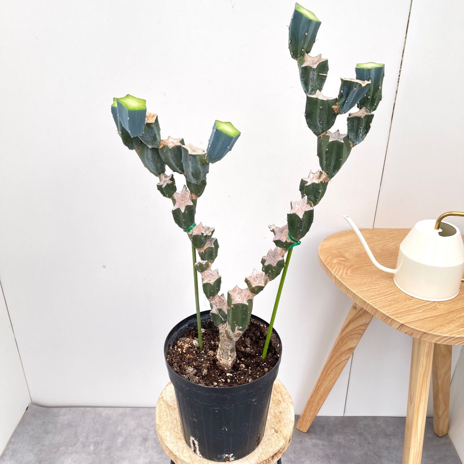 フィロデンドロン セローム ホープ 34番 根上がり 観葉植物