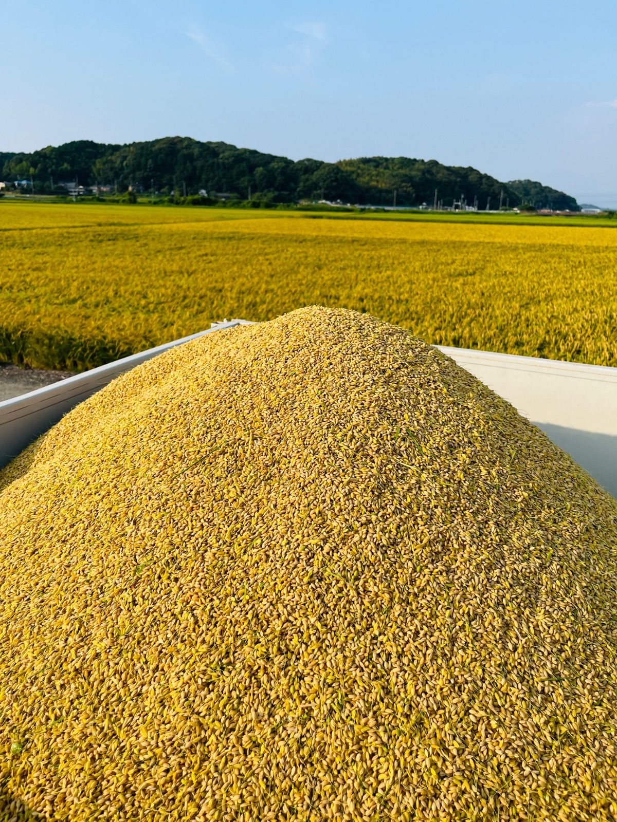 令和7年産 福岡県産 】玄米 夢つくし 15kg 農家直送 色彩選別済み