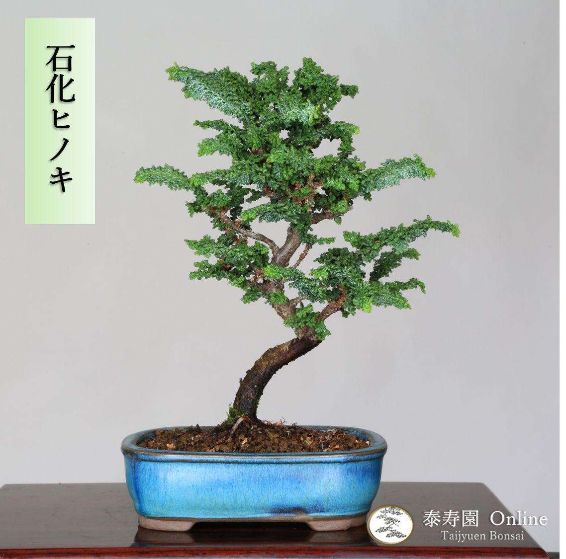 Sản phẩm: s1206333147 樹高12㎝ 石化ヒノキ 檜 小品盆栽 真柏 黒松