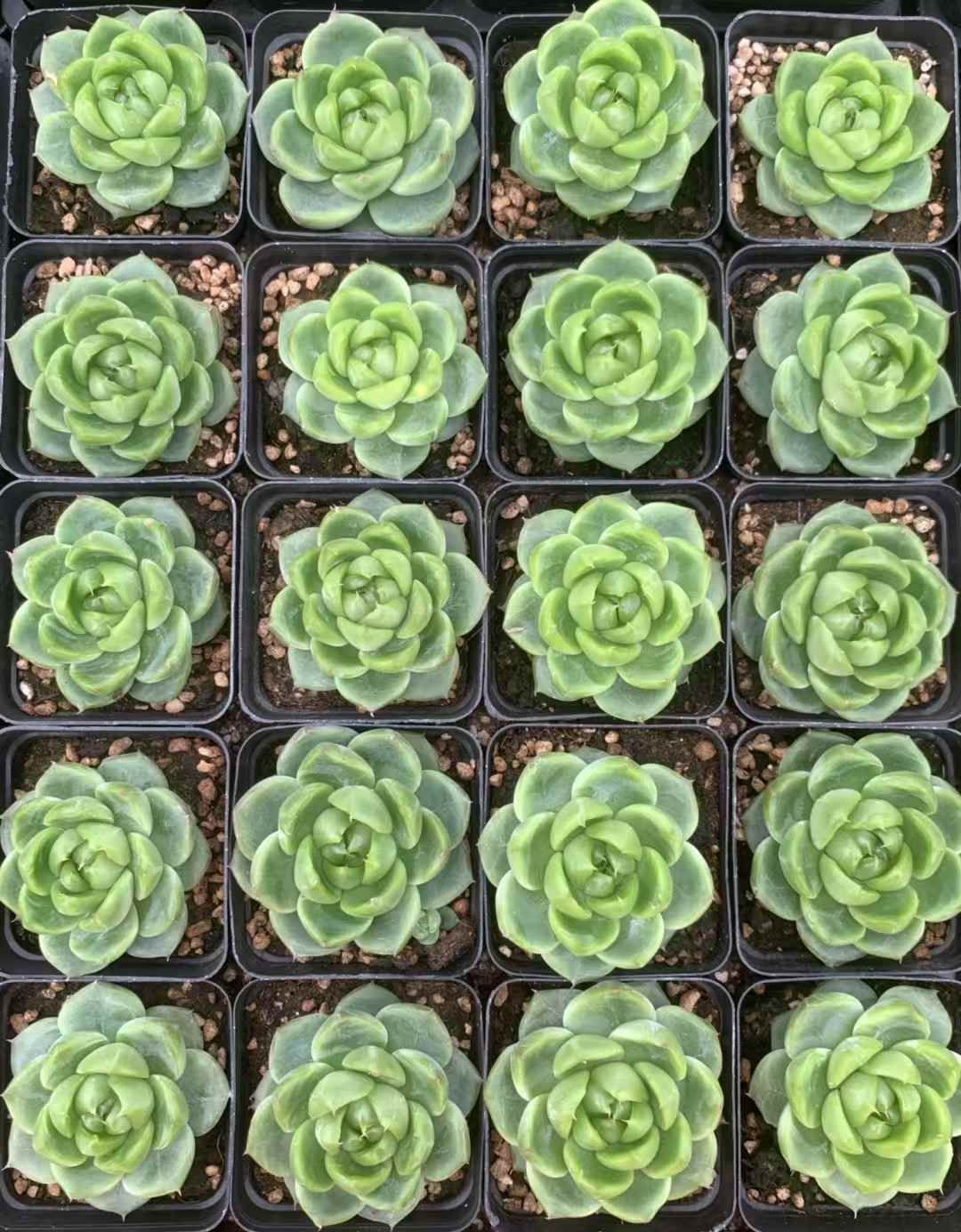 LX68×54 ヒスイジェニー