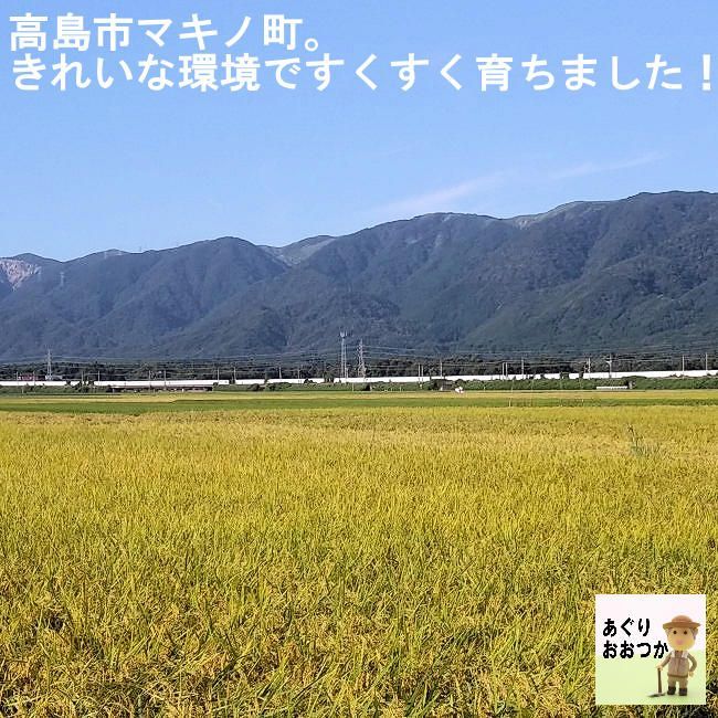 令和5年産新米】近江米 滋賀県産 コシヒカリ100% 白米20kg 産地直送