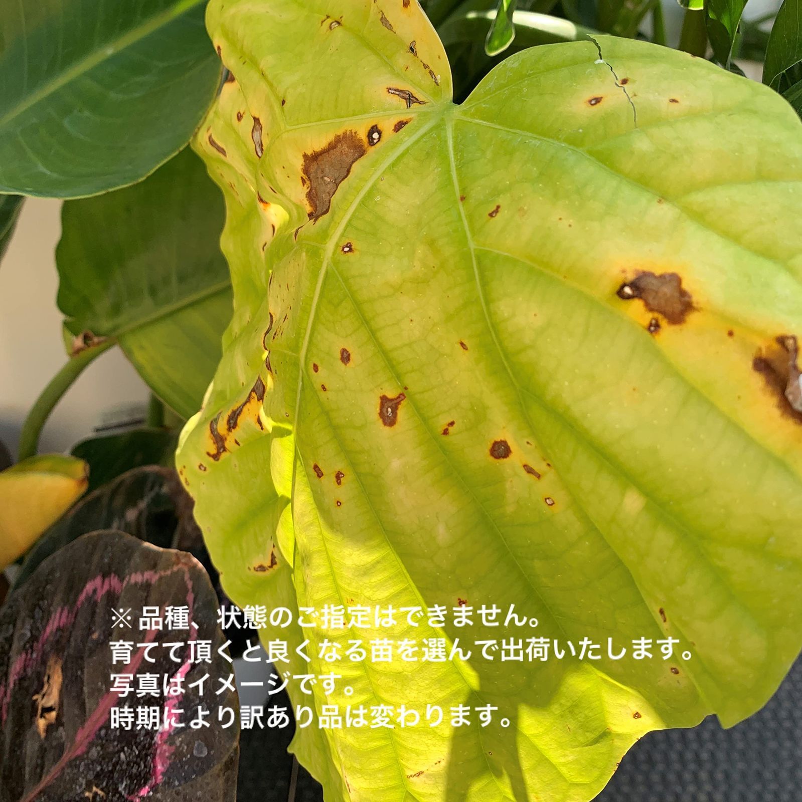 観葉植物のご指定はできません 葉が傷んだり様々な状態からの見計らい出荷となります