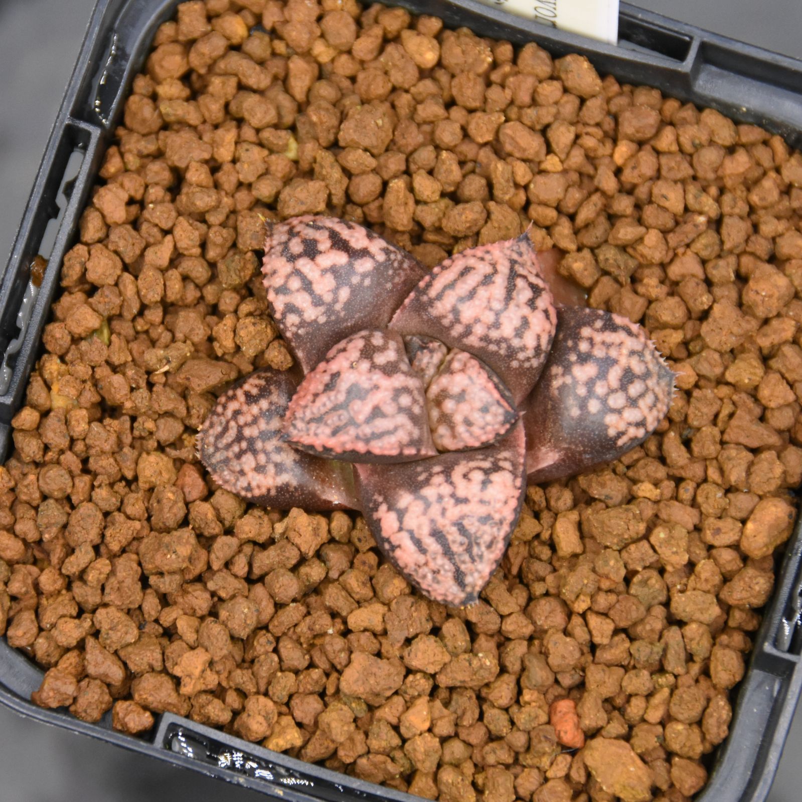 親株 フローレンシアエ 親株現物販売 【公式通販】