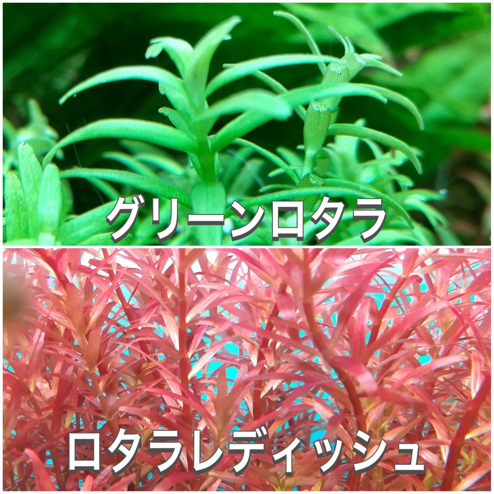 グリーンロタラ7本 - 魚用品