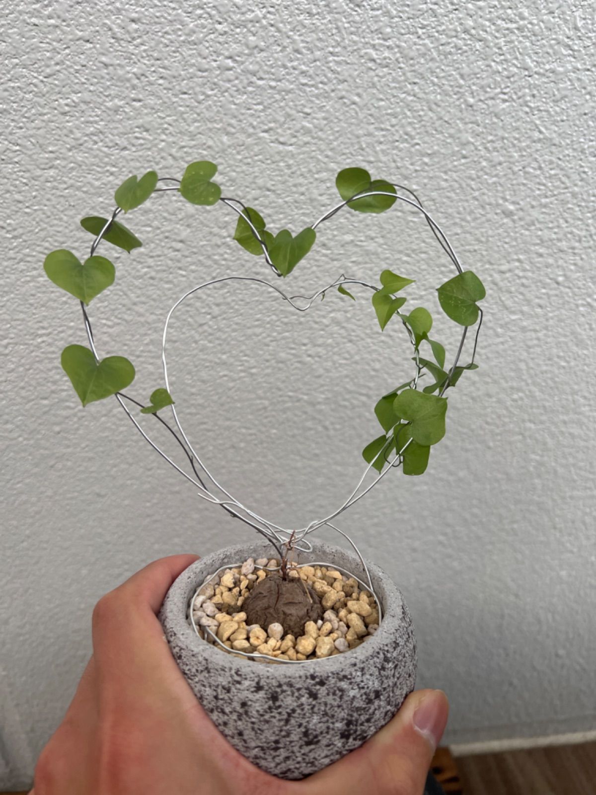 亀甲竜】亀甲竜 塊根植物 ハート型 プレゼント 彼女 誕生日 塊根