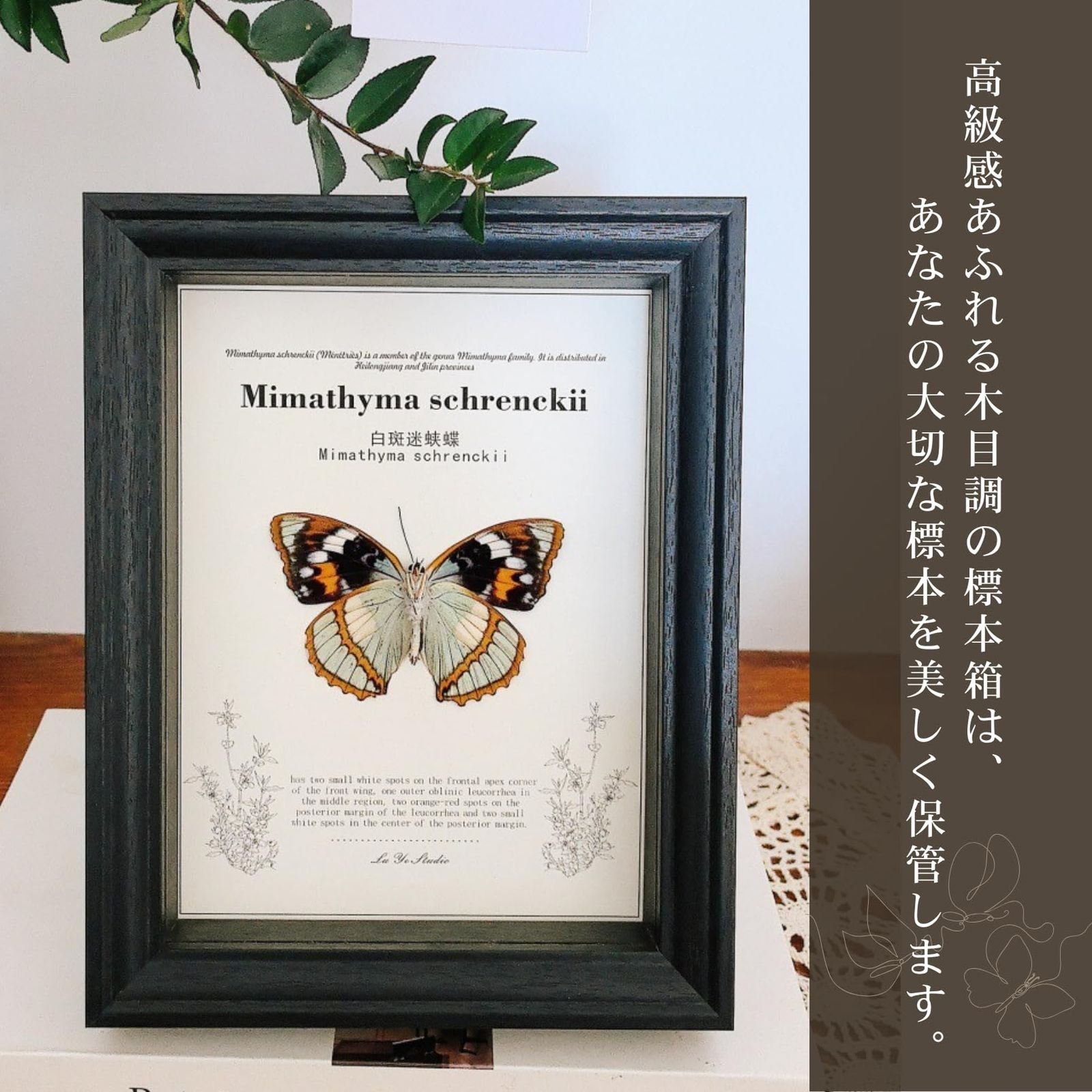 COZENTA 標本箱 シーラケース 蝶 小型 木製 (ホワイト 外寸15.5x15.5x3