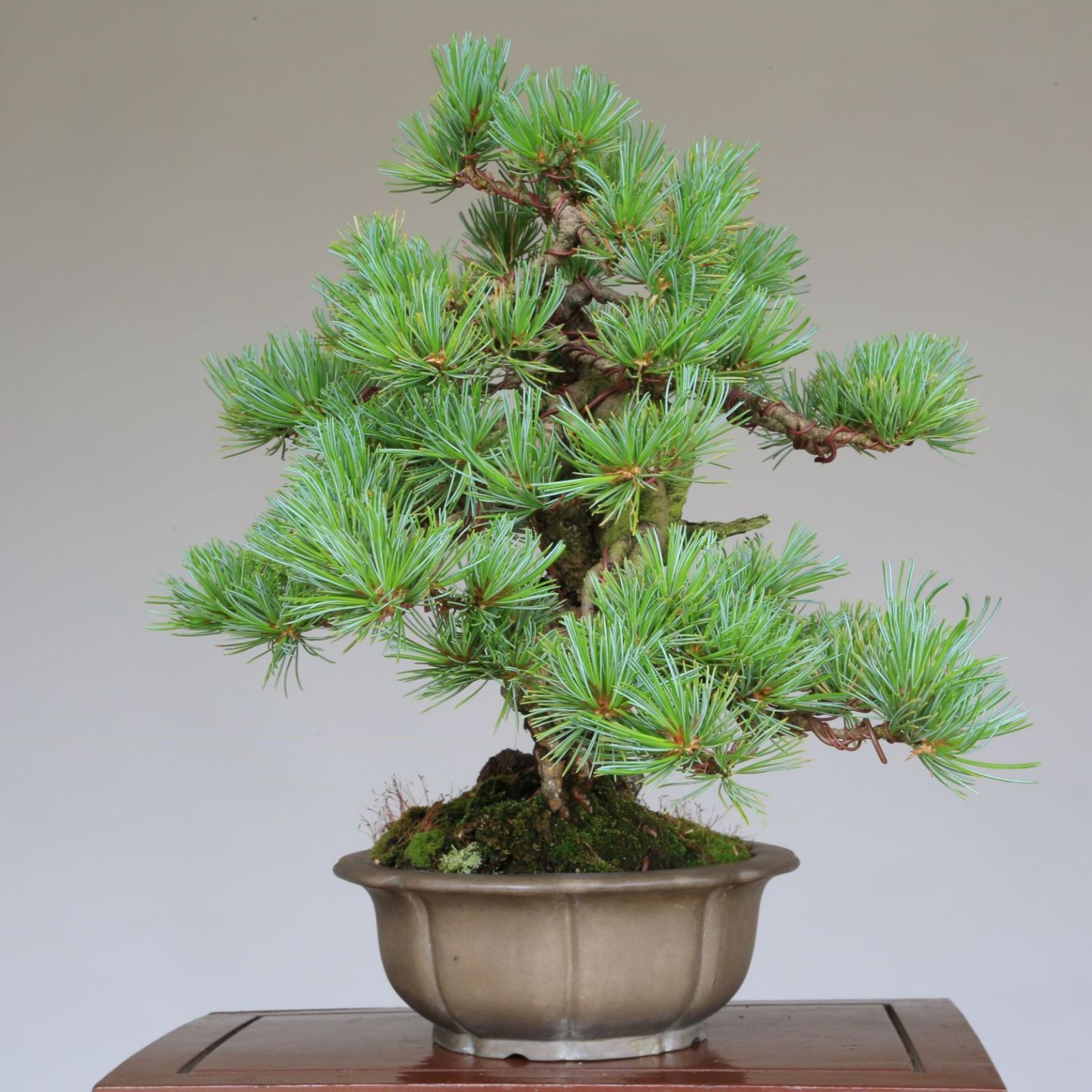 一位　盆栽　ジンシャリ　真柏　杜松　黒松　赤松　五葉松 一位盆栽ジンシャリ真柏杜松黒松赤松五葉松