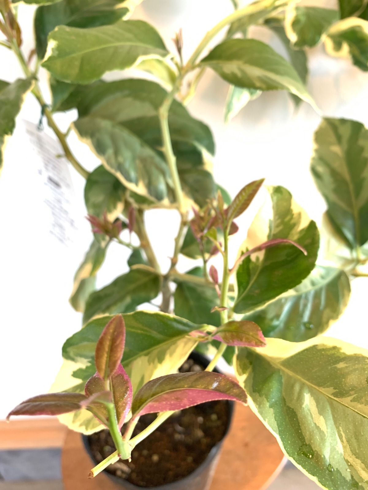 斑入りレモンの木 ピンクレモネード 苗 苗木 大苗 ☆葉もかすかに