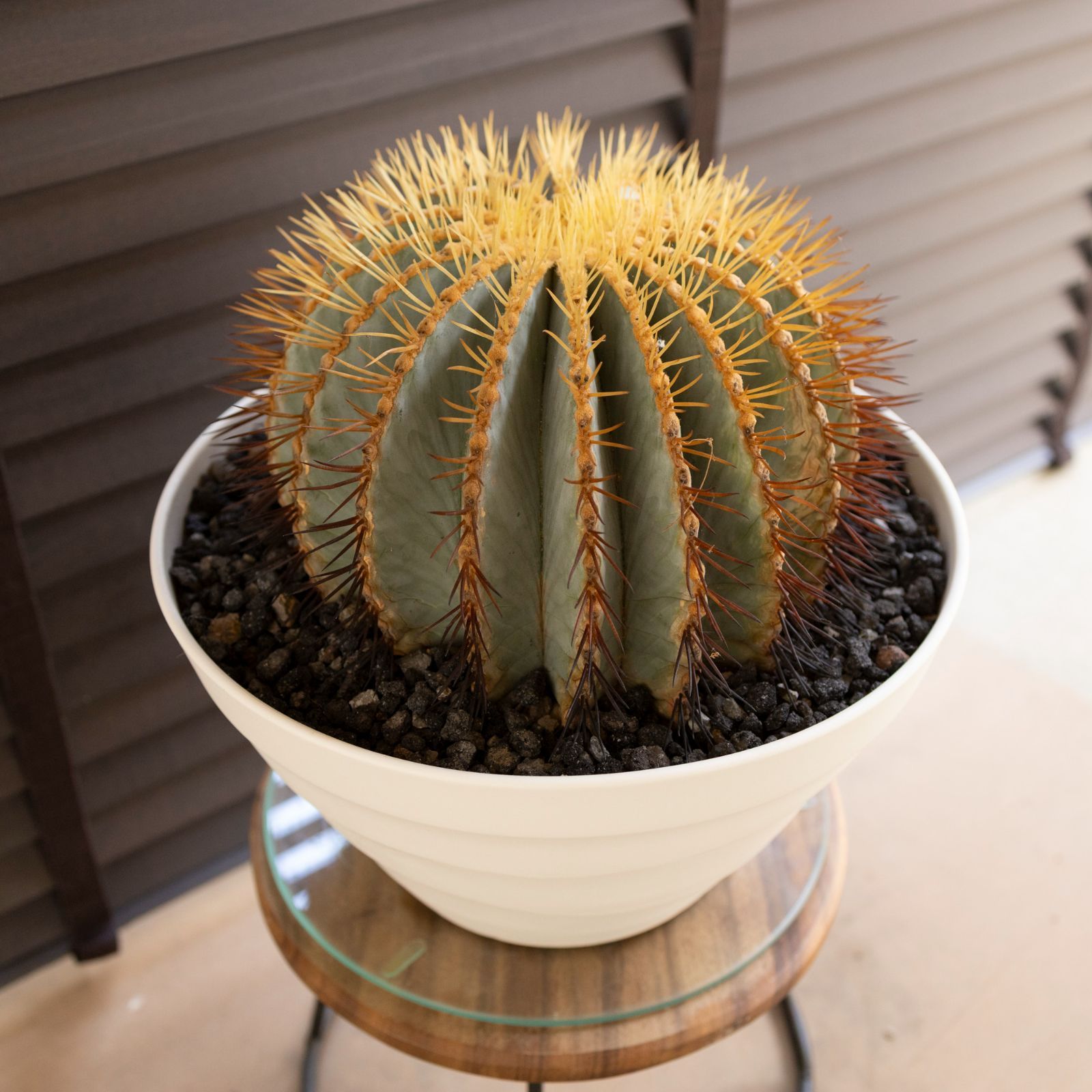 フェロカクタス王冠竜◇ドライガーデン多肉サボテン鉢ユッカ