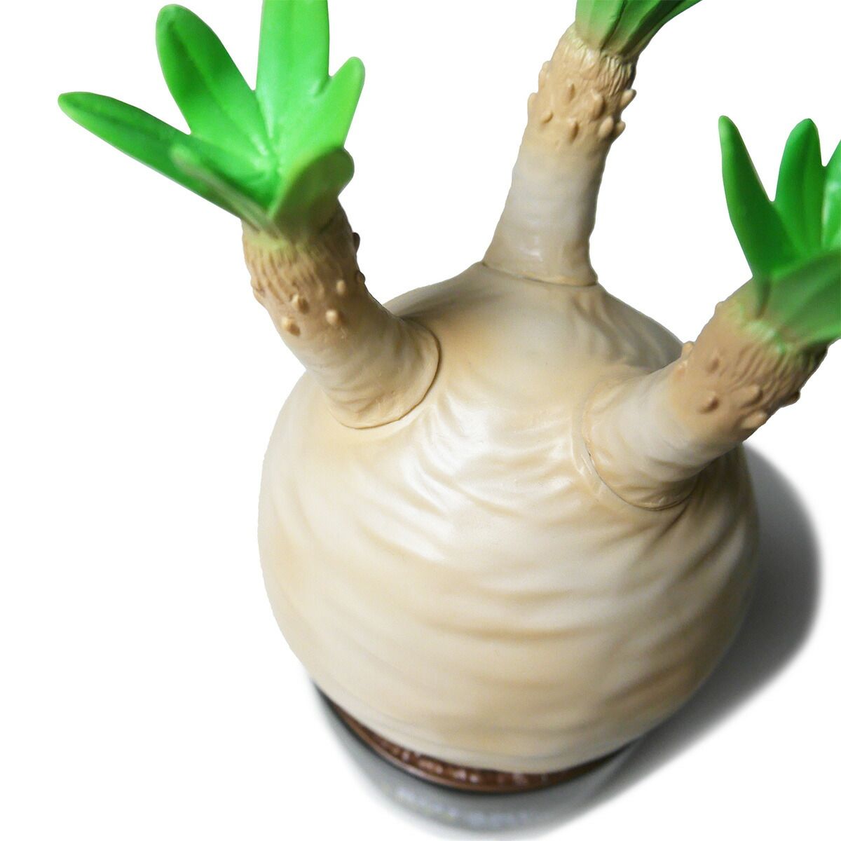 ラスト一点】BOTANY TOYS CLUB ボタニートイズクラブ Pachypodium