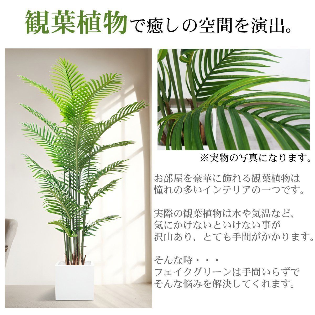 水やり不要