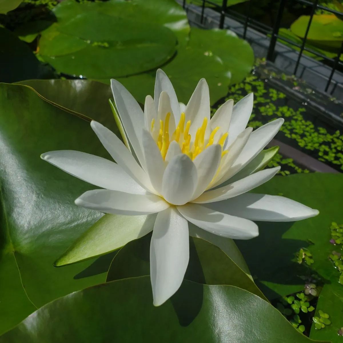 早割切符 ❊耐寒性睡蓮❊温帯睡蓮❊【品種不明白】茎約14cm - メルカリ オートバイ・バイク