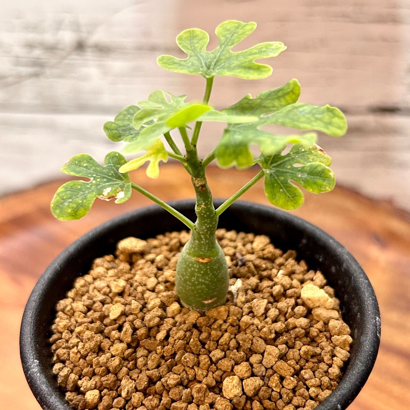 育てるのが楽しみな実生株 アデニア グラウカ　塊根植物　コーデックス　多肉植物