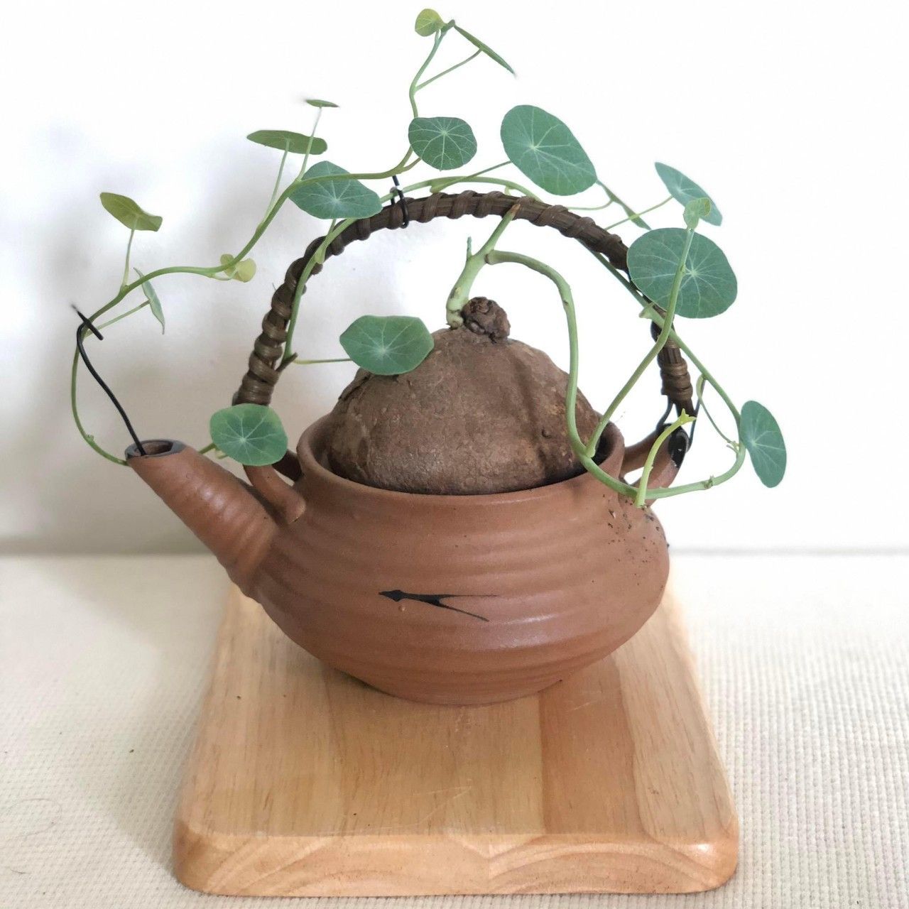 【極美株/塊根植物】ステファニア スベローサ　セレクト小株　微発根 極美株/塊根植物】ステファニア スベローサ セレクト小株 微発根