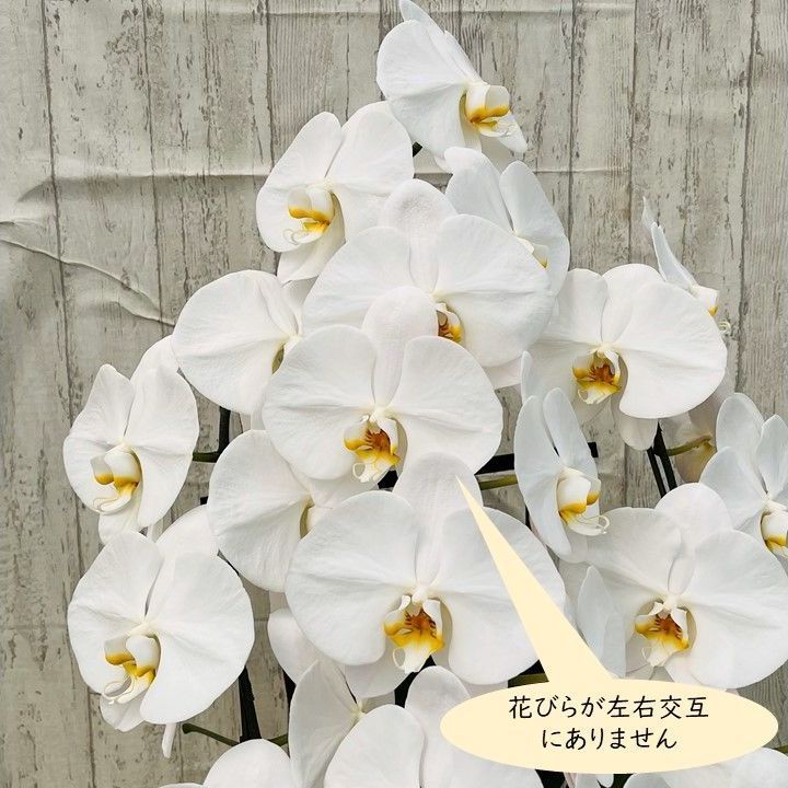 訳あり 胡蝶蘭白３本立|花並びの不揃い