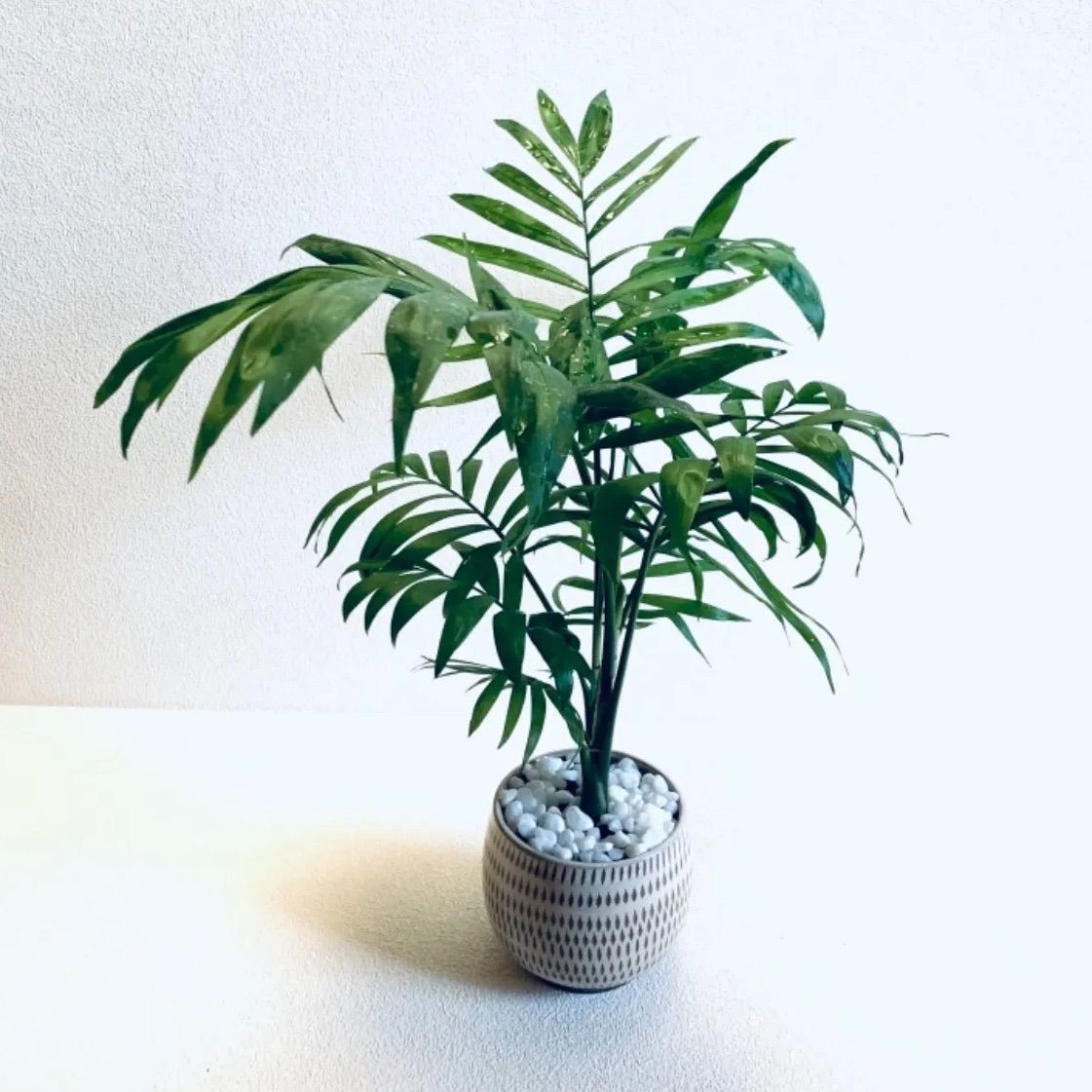 最終決算 新品 未使用 ハイドロカルチャー テーブルヤシ 大きいサイズ 小石原焼 飛びかんな 陶器 植物 植物 観葉植物 Wblog Paraiso Peru Com Wblog Paraiso Peru Com